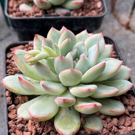 Echeveria ‘Pink Lime’