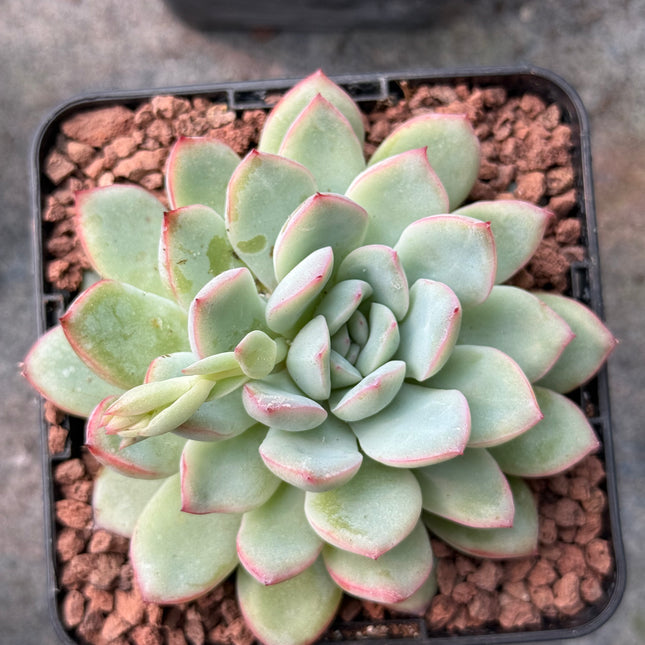 Echeveria ‘Pink Lime’