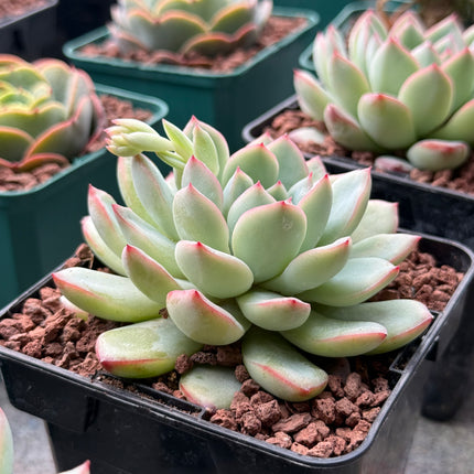 Echeveria ‘Pink Lime’