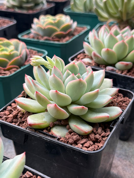 Echeveria ‘Pink Lime’