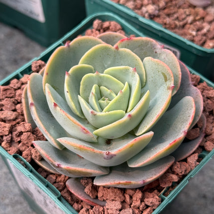 Echeveria secunda 'Tixacala'