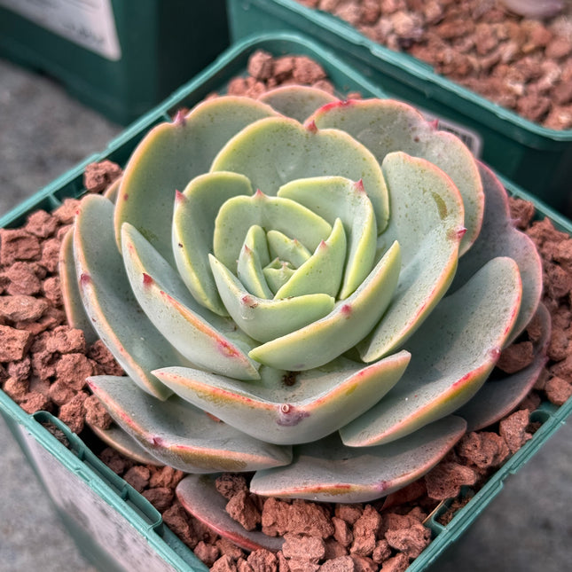 Echeveria secunda ‘Tixacala’