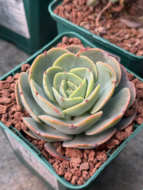 Echeveria secunda ‘Tixacala’
