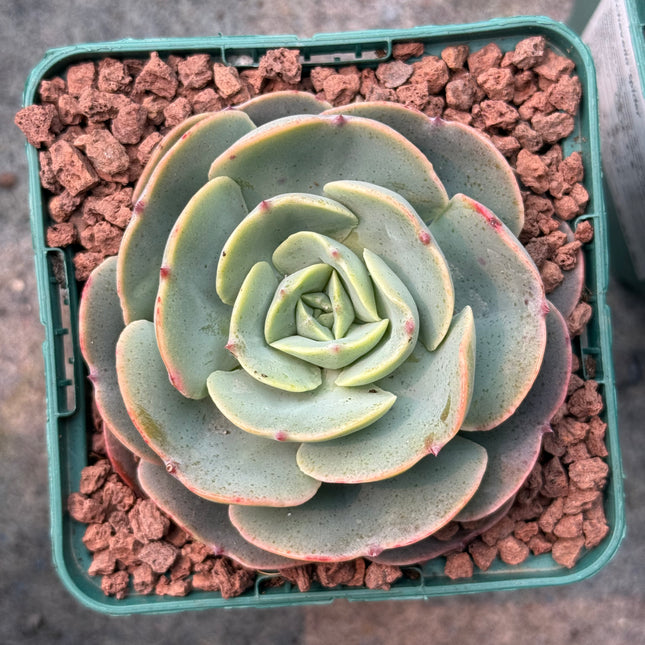 Echeveria secunda ‘Tixacala’
