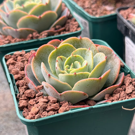 Echeveria secunda 'Tixacala'