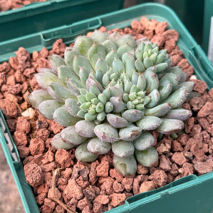 Echeveria setosa ‘Minima’