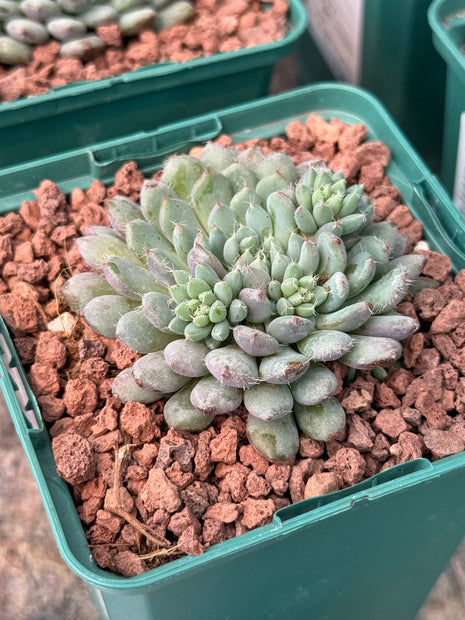 Echeveria setosa ‘Minima’
