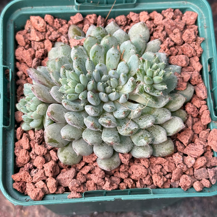 Echeveria setosa ‘Minima’