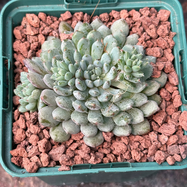 Echeveria setosa ‘Minima’