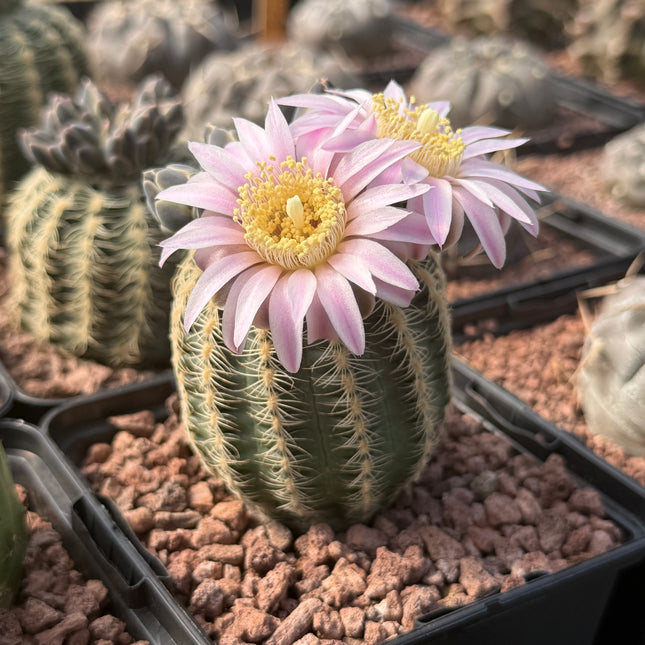 Gymnocalycium bruchii