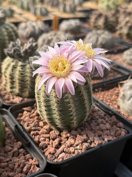 Gymnocalycium bruchii