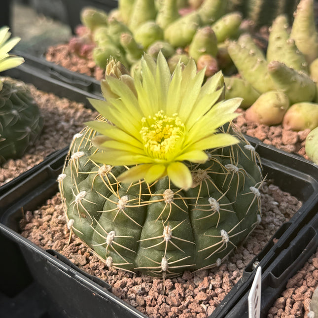 Gymnocalycium denudatum