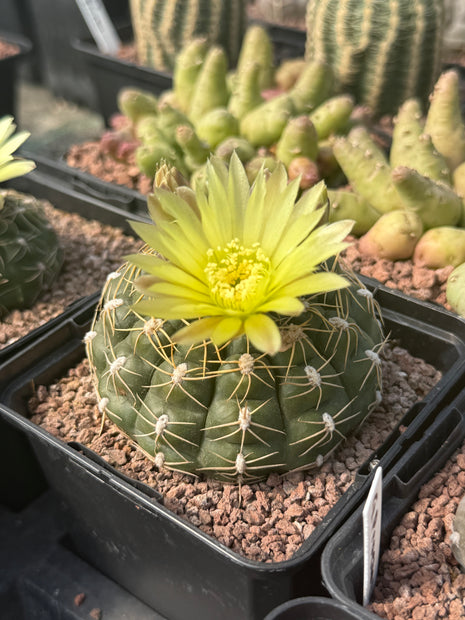Gymnocalycium denudatum