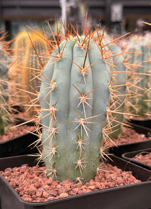 Browningia hertlingiana