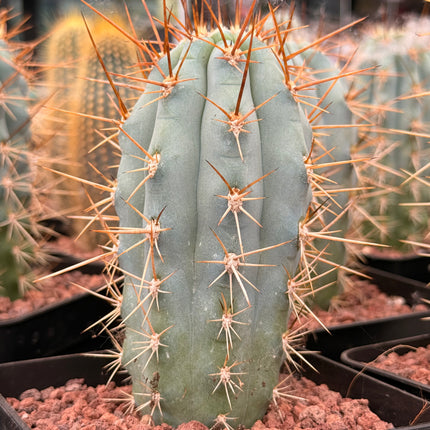 Browningia hertlingiana