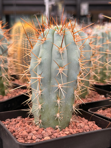 Browningia hertlingiana