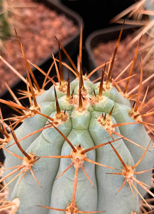 Browningia hertlingiana