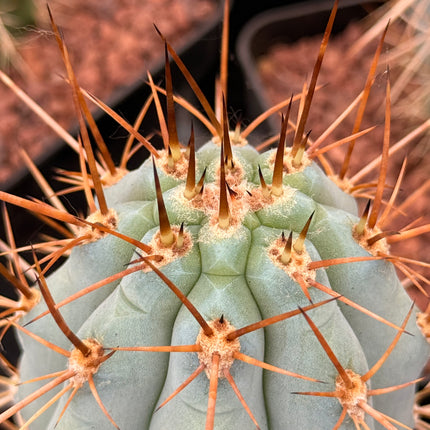 Browningia hertlingiana