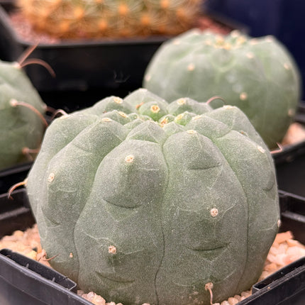 Matucana madisoniorum