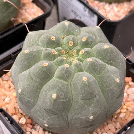Matucana madisoniorum