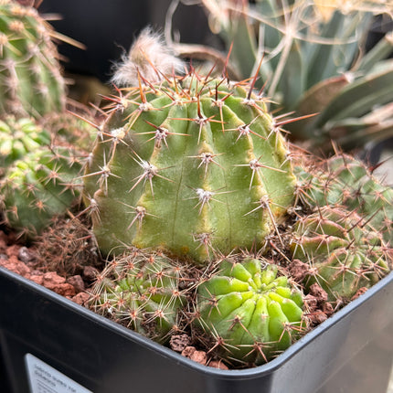 Lobivia aurea var. dobeana