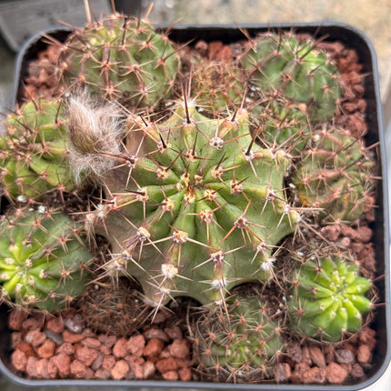 Lobivia aurea var. dobeana