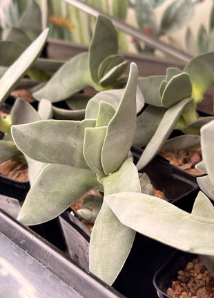 Crassula 'Boomerang'