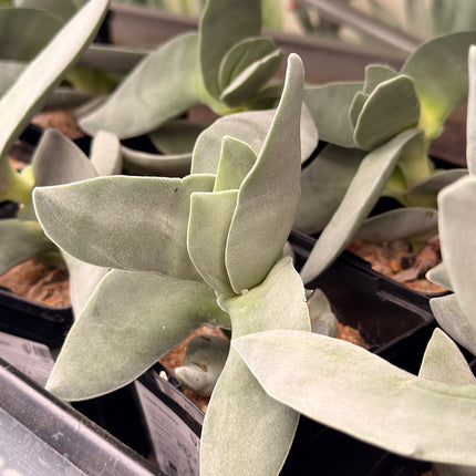 Crassula ‘Boomerang’