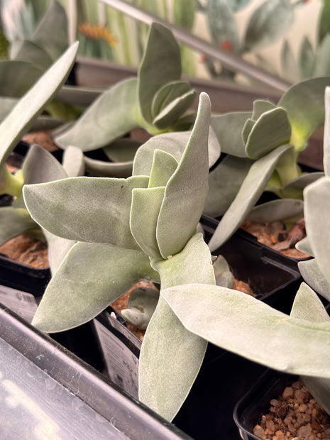 Crassula 'Boomerang'