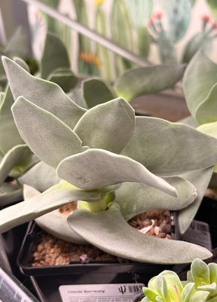 Crassula 'Boomerang'