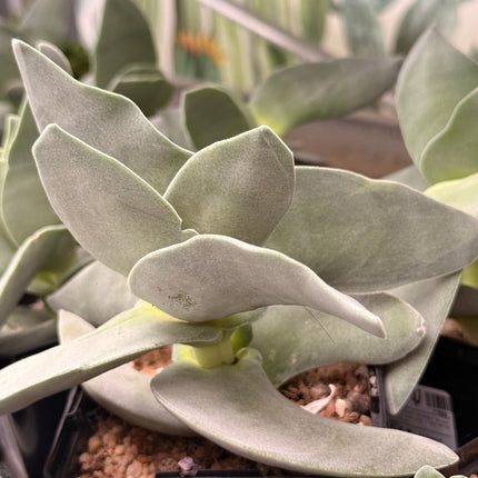 Crassula ‘Boomerang’