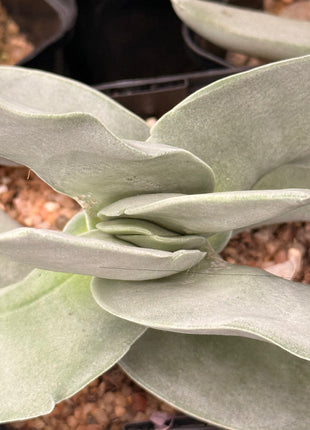Crassula 'Boomerang'