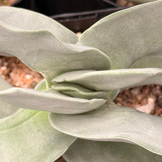 Crassula ‘Boomerang’ | Crassula Boomerang