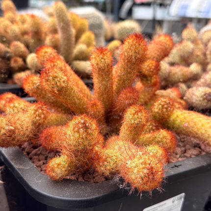 Mammillaria elongata var. rubispina