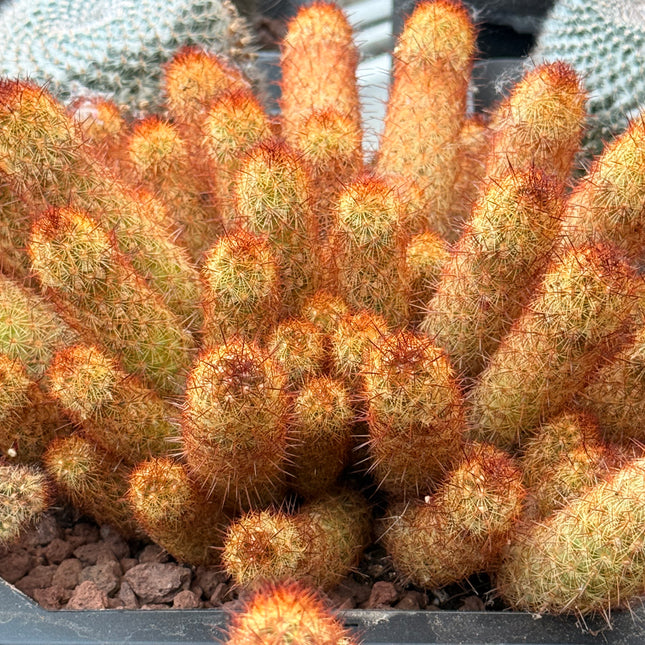 Mammillaria elongata var. rubispina