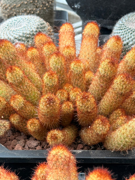 Mammillaria elongata var. rubispina