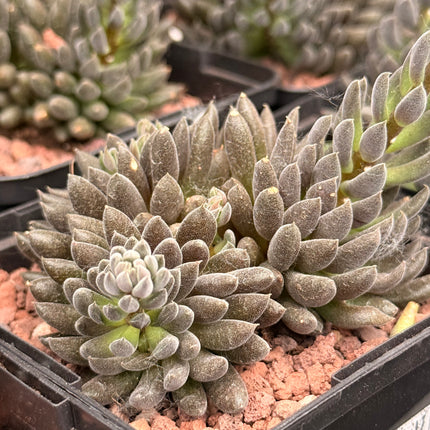 Sinocrassula yunnanensis