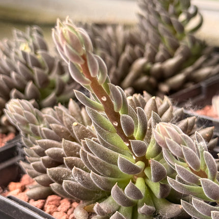 Sinocrassula yunnanensis