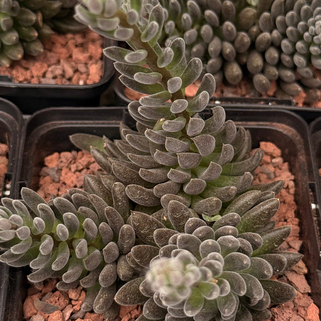 Sinocrassula yunnanensis
