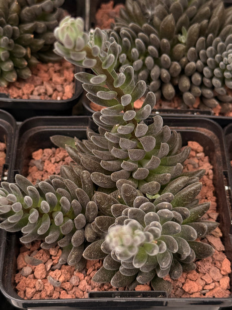 Sinocrassula yunnanensis