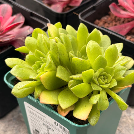 Aeonium resiniferum