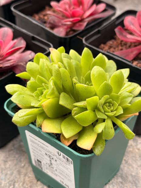 Aeonium resiniferum