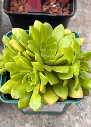 Aeonium resiniferum