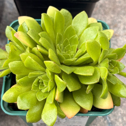 Aeonium resiniferum