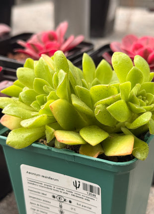 Aeonium resiniferum