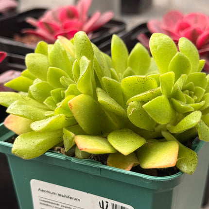 Aeonium resiniferum
