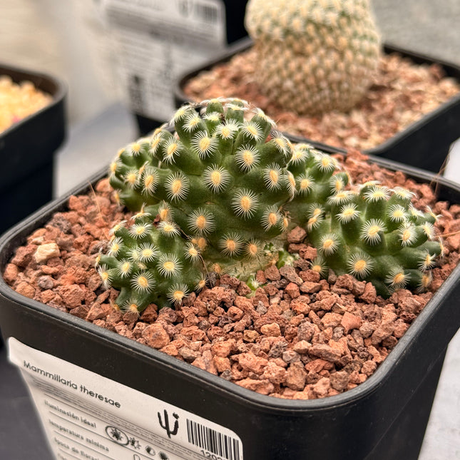 Mammillaria theresae