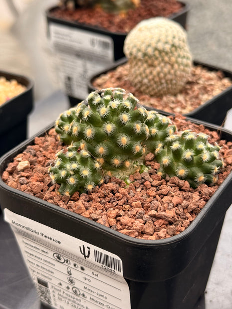Mammillaria theresae