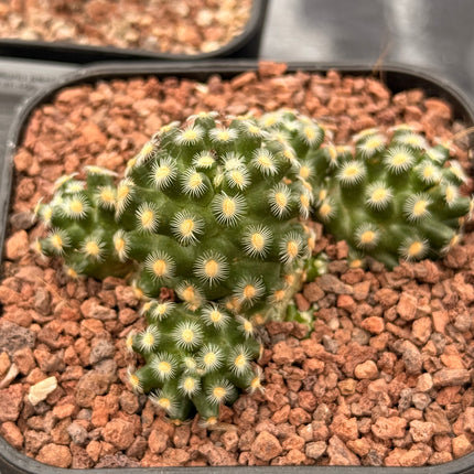 Mammillaria theresae