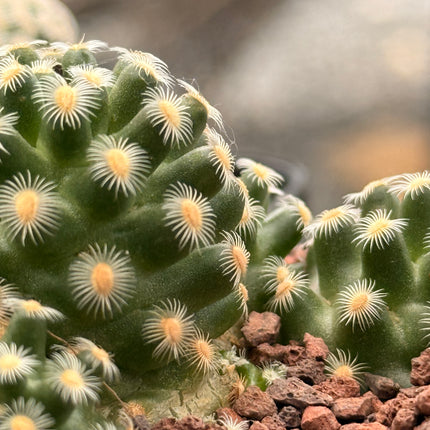 Mammillaria theresae